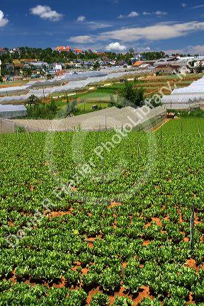 Vegetable production agriculture crop in Da Lat, Vietnam.