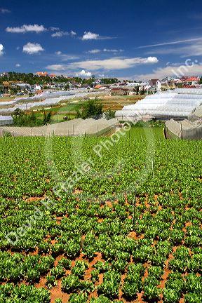 Vegetable production agriculture crop in Da Lat, Vietnam.