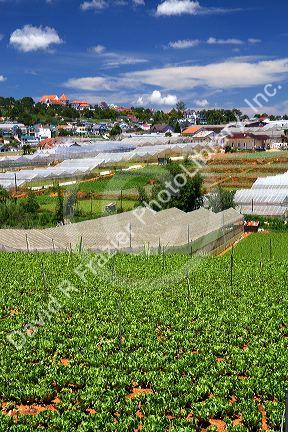 Vegetable production agriculture crop in Da Lat, Vietnam.