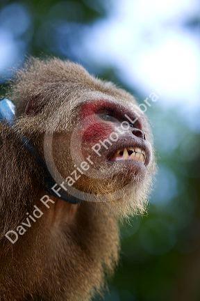 Stump-tailed macaque near Da Lat, Vietnam.