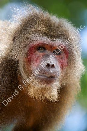 Stump-tailed macaque near Da Lat, Vietnam.