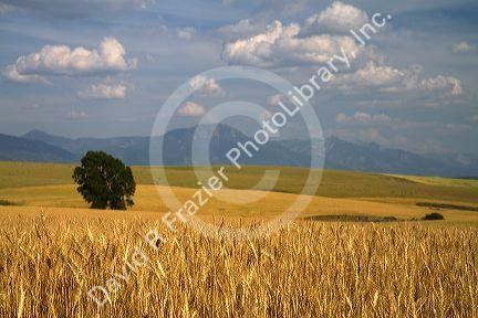 Ripe wheat fields in Eastern Idaho, USA.
