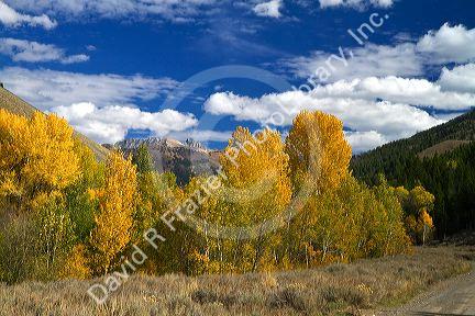 Trees in autumn color near Sun Valley, Idaho, USA.  Devil's Bedstead is at the end of the canyon.