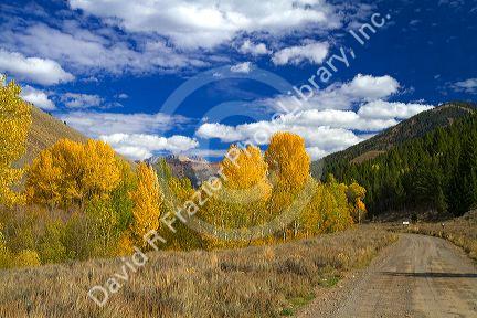 Trees in autumn color near Sun Valley, Idaho, USA.  Devil's Bedstead is at the end of the canyon.