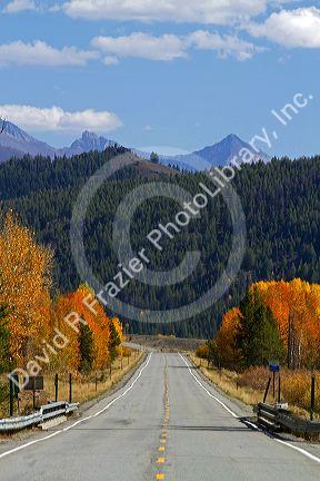 Trees in autumn color along Highway 75 near Ketchum, Idaho, USA.