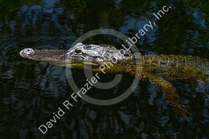American alligator in the everglades of Florida, USA.