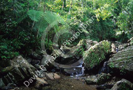A water fall in the El Yunque rain forest of Puerto Rico.