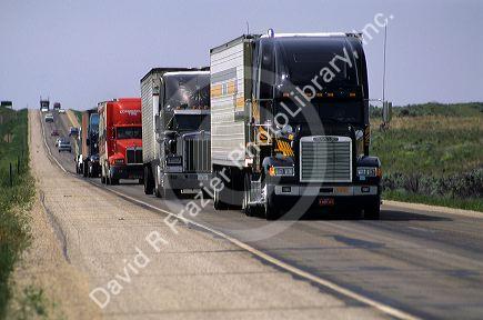 Long haul trucks drive in a line on the interstate.
