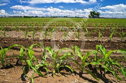 Corn crop water irrigation in Canyon County, Idaho, USA.