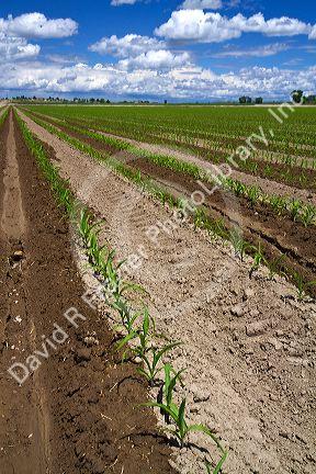 Corn crop water irrigation in Canyon County, Idaho, USA.