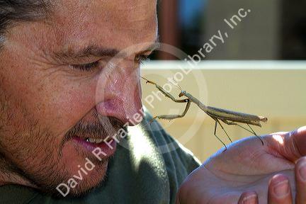 Man holding a praying mantis in Boise, Idaho,  USA.