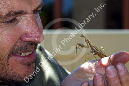 Man holding a praying mantis in Boise, Idaho,  USA.