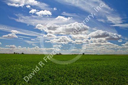 Soy bean crop near Moses Lake, Washington, USA.