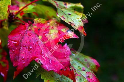 Maple leaf fall foliage on a moist moring near Stowe, Vermont, USA.