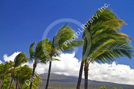 Palm trees blowing in the wind on the Big Island of Hawaii, Hawaii, USA.