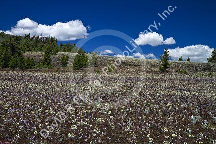 Spring wildflowers at Craters of the Moon National Monument