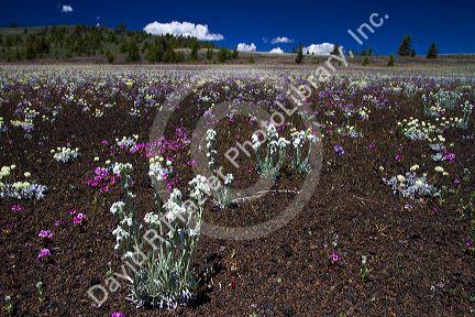 Spring wildflowers at Craters of the Moon National Monument