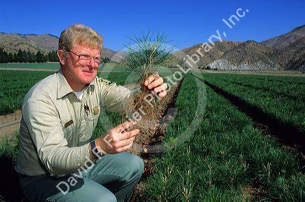 A forester inspects the roots of a tree at the nursery near Boise, Idaho.