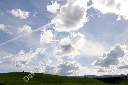 Silhoutted cattle grazing on a hill along highway 101 near King City, California.