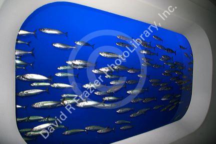Sardines swim in an underwater display at the Monterey Bay Aquarium, Monterey, California.
