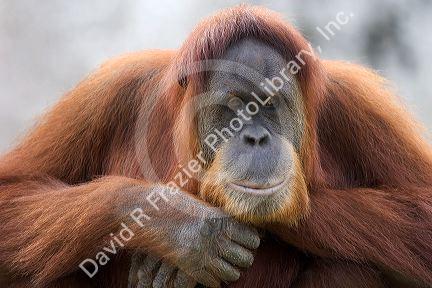 Orangutan at the Audubon Zoo in New Orleans, Louisiana.