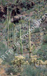 Saguro cactus and cholla in mixed desert landscape at Organ Pipe Monument, Arizona.