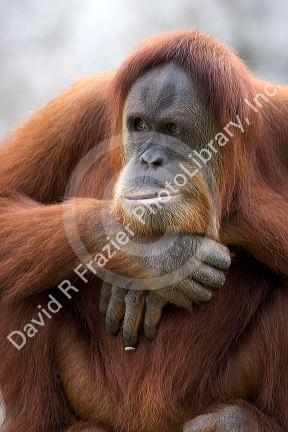 Orangutan at the Audubon Zoo in New Orleans, Louisiana.