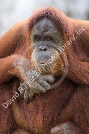Orangutan at the Audubon Zoo in New Orleans, Louisiana.