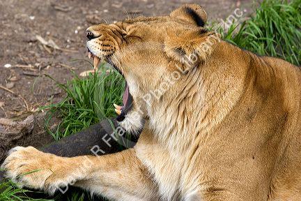 Lion yawning at the Audubon Zoo in New Orleans, Louisiana.