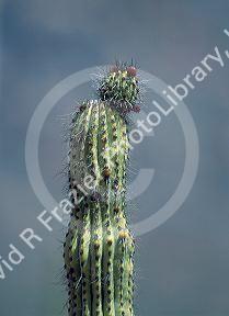 Close up detail of saguaro cactus in Arizona desert.