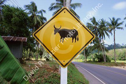 Water buffalo caution road sign in Thailand.