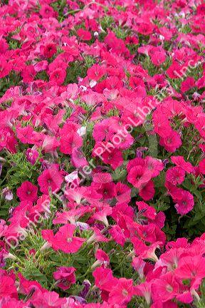 Hot pink petunias.