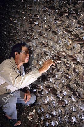Farmer inspects crop at mushroom farm in Thailand near Chiang Mai.
