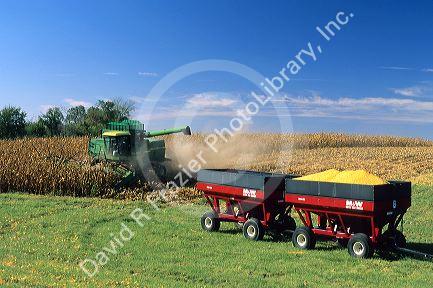 Corn harvest in Southeast Iowa.