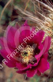  Cholla Cactus blossom.