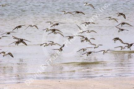 Shore birds on the Mississippi Gulf Coast.