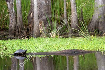 Turtle in the bayou outside new Orleans, Louisiana.