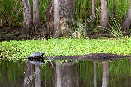 Turtle in a bayou outside new Orleans, Louisiana.