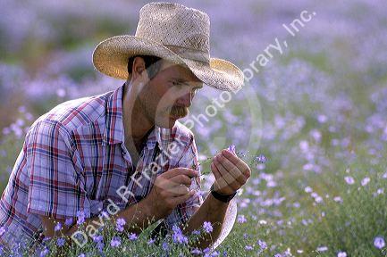 A farmer looking at a field of Flax in Idaho.