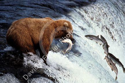 Brown bear fishing for sockeye salmon.