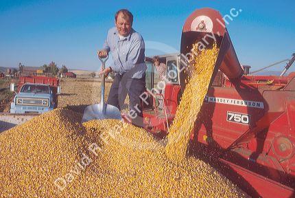 Farmer with corn harvest.