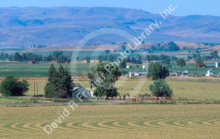 Alfalfa hay field ready for baling in Canyon County, Idaho.