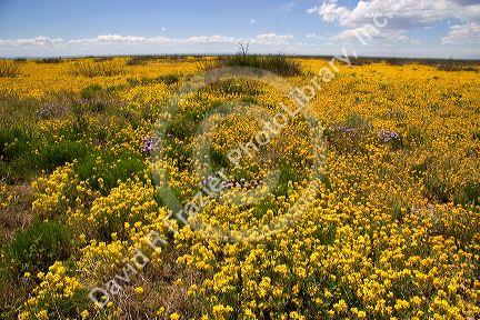 A field of yellow bladderpod and purple verbena wild flowers near Artesia, New Mexico.