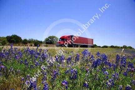 Texas blue bonnet wildflowers in the median of Interstate Highway 10 in West Texas.