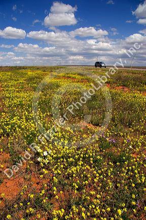 Yellow bladderpod wild flowers along US highway 285 near Artesia, New Mexico.
