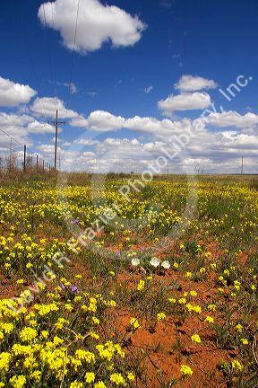 Yellow bladderpod wild flowers along US highway 285 near Artesia, New Mexico.