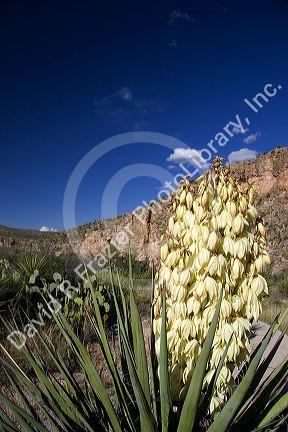 Large blossom on a yucca plant in Carlsbad, New Mexico.