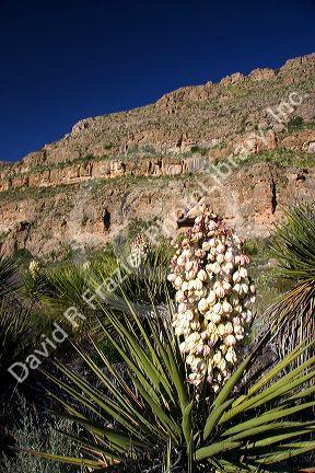 Large blossom on a yucca plant in Carlsbad Cavern national park, New Mexico.