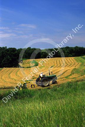 Timothy grass hay for horse feed being harvested in Clayton County, Iowa.
