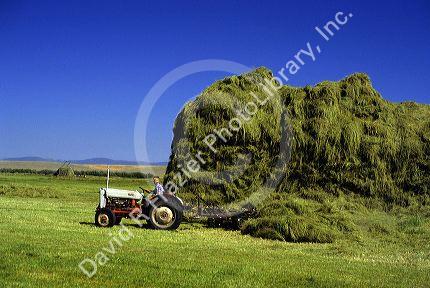Farmer baling timothy grass hay for horse feed in Big Hole Valley, Montana.